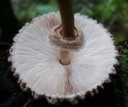 Parasol, Foto 45