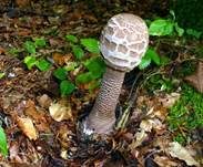 Parasol, Foto 46