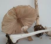 Parasol, Foto 48