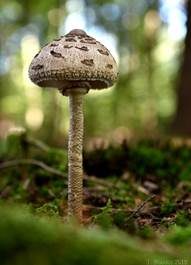 Parasol, Foto 7