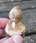 Parasol, Foto 52
