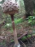 Parasol, Foto 53