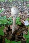 Parasol, Foto 54