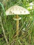 Parasol, Foto 55