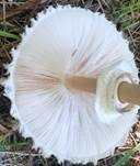 Parasol, Foto 57
