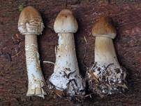 Parasol, Foto 61