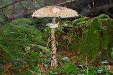 Parasol, Foto 8