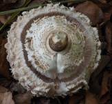 Parasol, Foto 63