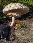 Parasol, Foto 65