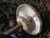 Parasol, Foto 66