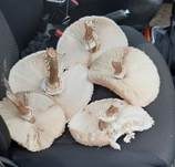 Parasol, Foto 72