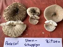 Parasol, Foto 76