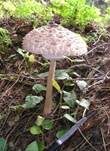 Parasol, Foto 11