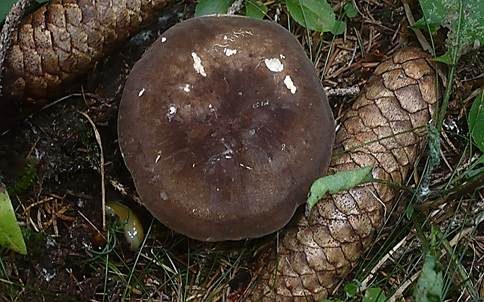 Pechschwarzer Milchling, Foto 3