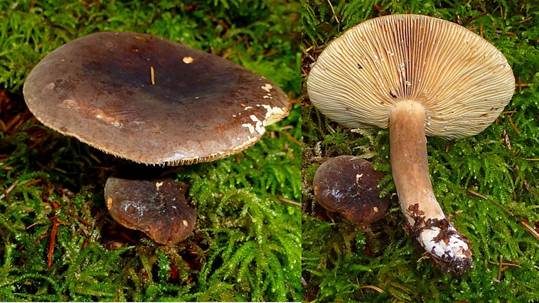 Pechschwarzer Milchling, Foto 4