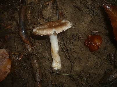 Blassknolliger Risspilz, Foto 4
