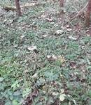 Perlhuhnegerling, Foto 16