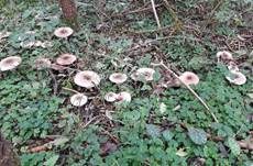 Perlhuhnegerling, Foto 21
