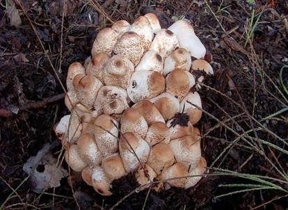 Perlhuhn-Egerlingsschirmpilz, Foto 2
