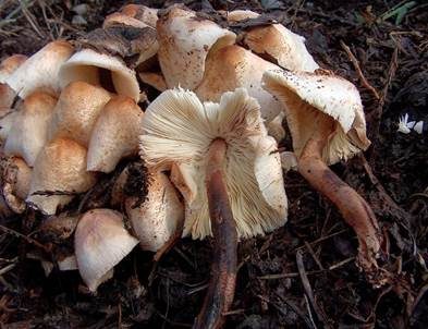 Perlhuhn-Egerlingsschirmpilz, Foto 3