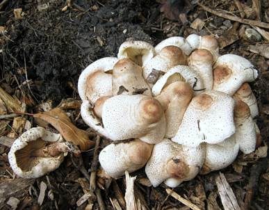 Perlhuhn-Egerlingsschirmpilz, Foto 4