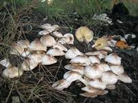 Perlhuhn-Egerlingsschirmpilz, Foto 7