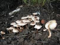 Perlhuhn-Egerlingsschirmpilz, Foto 8