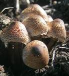 Perlhuhn-Egerlingsschirmpilz, Foto 9