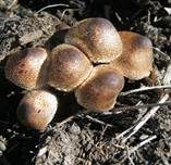 Perlhuhn-Egerlingsschirmpilz, Foto 11