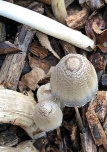 Perlhuhn-Tintling, Foto 4