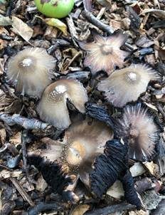 Perlhuhn-Tintling, Foto 5