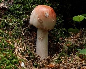 Perlpilz, Foto 3