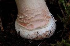 Perlpilz, Foto 14