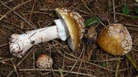 Perlpilz, Foto 30