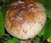 Perlpilz, Foto 33