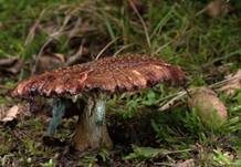 Perlpilz, Foto 36
