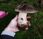 Perlpilz, Foto 39