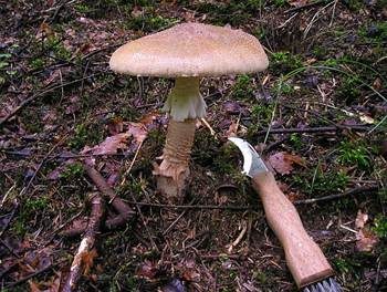 Perlpilz, Foto 6