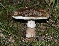 Perlpilz, Foto 51