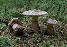 Perlpilz, Foto 7