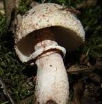 Perlpilz, Foto 56