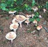 Perlpilz, Foto 59