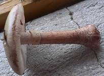 Perlpilz, Foto 62
