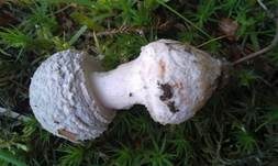 Perlpilz, Foto 65