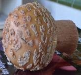 Perlpilz, Foto 69