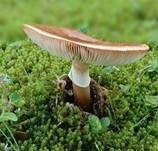 Perlpilz, Foto 71