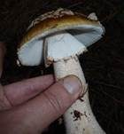 Perlpilz, Foto 78