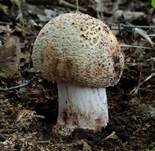 Perlpilz, Foto 10