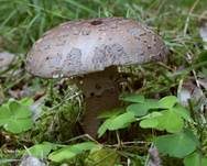 Perlpilz, Foto 11