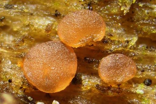 Blassorangefarbenes Knopfbecherchen, Foto 3